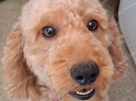 2 Year old Female Cockerpoo