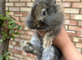 2 Baby Bunnies!
