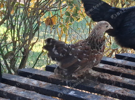4 young pekin bantam millefleur and gold cross chickens