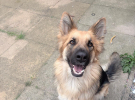 Female German Shepard