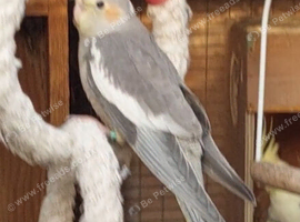 Variety of baby cockatiels ready now