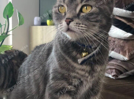 British shorthair x Scottish straight for rehome