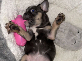 French bulldog 9weeks female