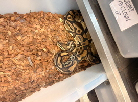 Adult males proven ball pythons