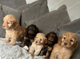 Chocolate an tan wrapped in cream Cockapoo puppies