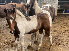 Appaloosa x colt