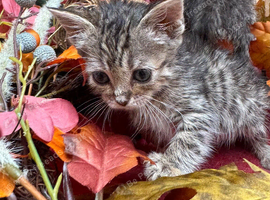 RAGDOLL MIX KITTENS