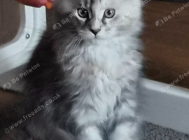 Beautiful Mainecoons kittens