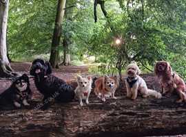 Home from Home Dog Boarding & Day Care