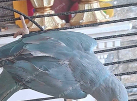 Blue indian ringneck parrot