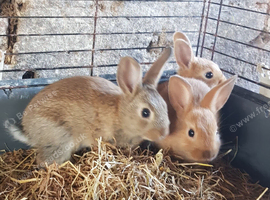 Netherland dwarf cross mini rex rabbits