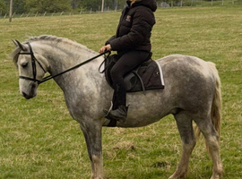 Stunning Welsh Cross Gelding