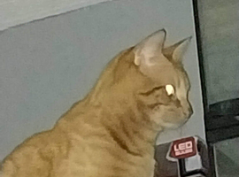 Ginger male cat