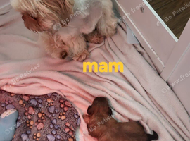 Kc quality Imperial shih tzu