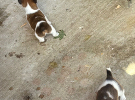 Jack Russell puppies