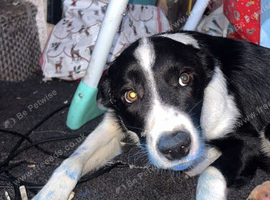 Ronnie male border collie