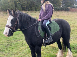 12.2 cob mare