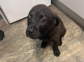 Staffy x Lab mix puppy
