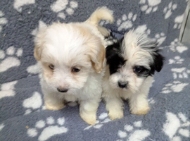 Maltipoo puppy. Boys ready to go