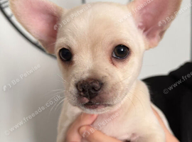 French bulldog x chihuahua puppies