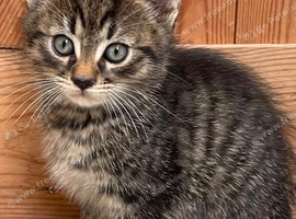Gorgeous Tabby Male Kitten