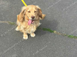 Cocker spaniel stud