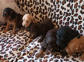 STUNNING F1b COCKAPOOS FROM 5* LICENCED BREEDER