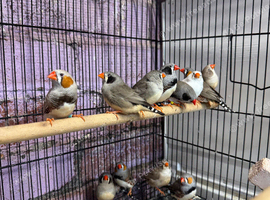 Mixed zebra finch