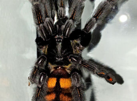 Venezuelan suntiger Psalmopoeus irminia. Slings 1cm! Now available!