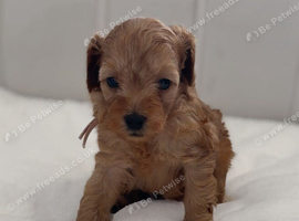 Beautiful Cavapoo Puppies - Loving Forever Homes