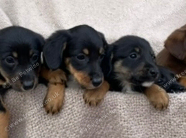 Gorgeous Cocker Spaniel x Collie pups