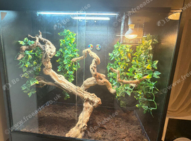 Full chameleon set up