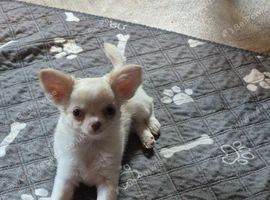 Adorable white fluffy chihuahua puppy.
