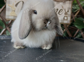 Beautiful purebred mini lop babies