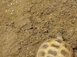 1 year old horsefield tortoise with table