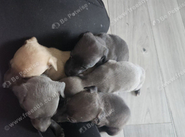 Whippet X Italian greyhound