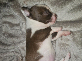 Chihuhua for sale