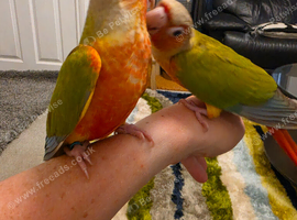 Handreared cheeky conures