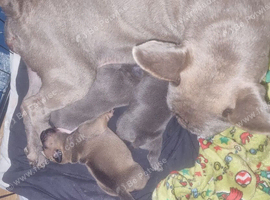 Frenchy x American pocket bully
