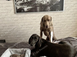 ️Adorable KC-Registered Weimaraner Puppies️