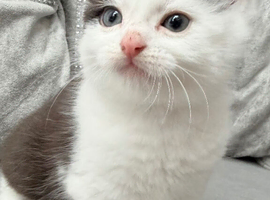 Adorable male kitten