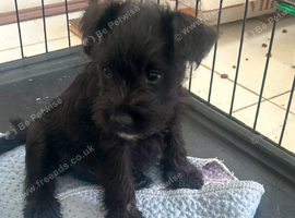 Miniature Schnauzers