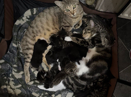 Stunning cross fluffy Bengal kittens