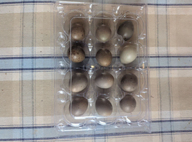 Chinese painted Quail Fertil eggs.