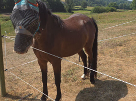 Welsh section B gelding