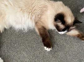 Ragdoll X kittens for sale
