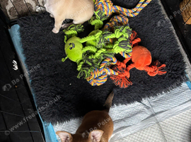 Chihuahua pups