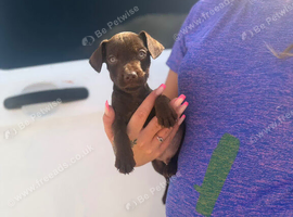 Patterdale terriers
