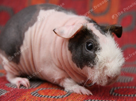 Female Skinny Pig