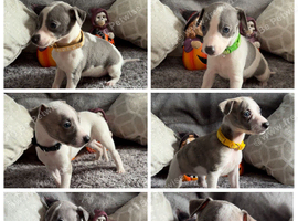 Whippet puppies KC registered